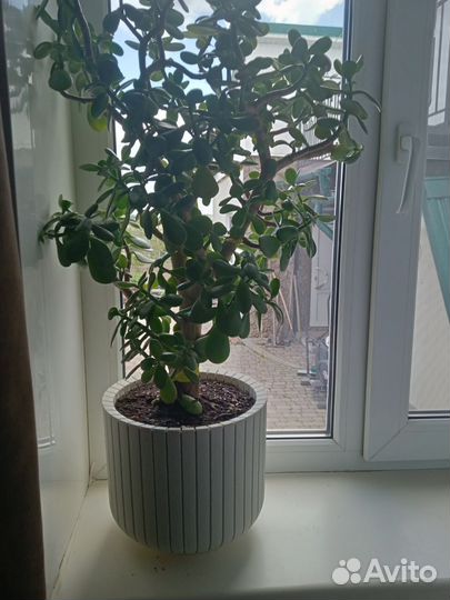 Денежное дерево толстянка крассула