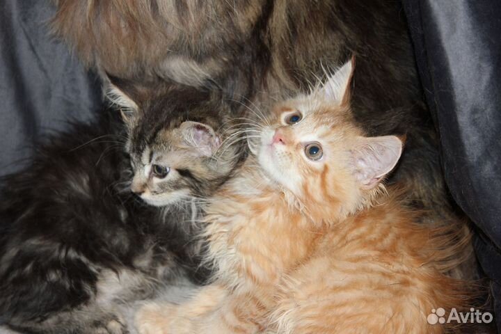Котята пушистые