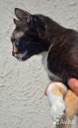 Эльф F1 разноглазая