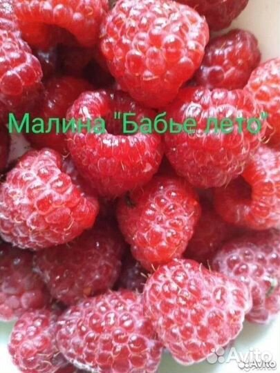 Саженцы малины одноразовая и двухразовая