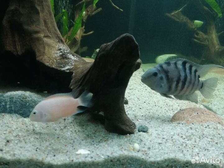 Цихлозома чернополосая