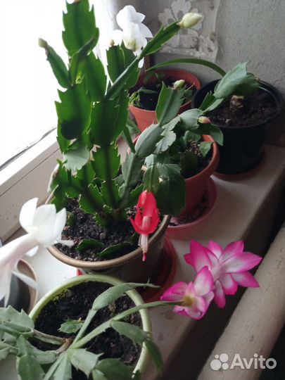 Цветок декабрист