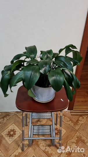 Эухарис амазонская лилия