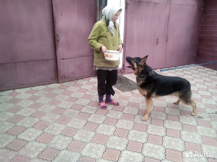 Немецкая овчарка