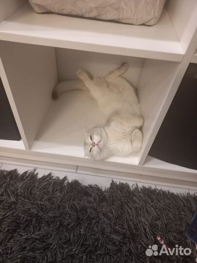 Шотландская