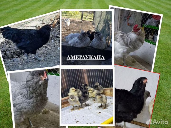 Инкубационное яйцо Амераукана, Фавероль