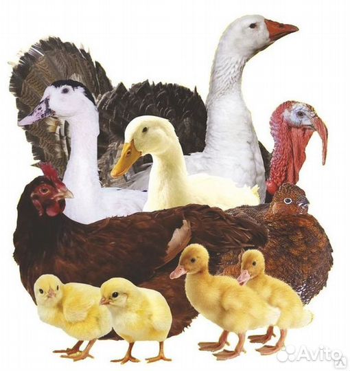 Цыплята бройлера оптом