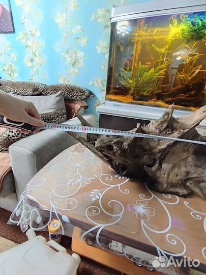 Корень дуба
