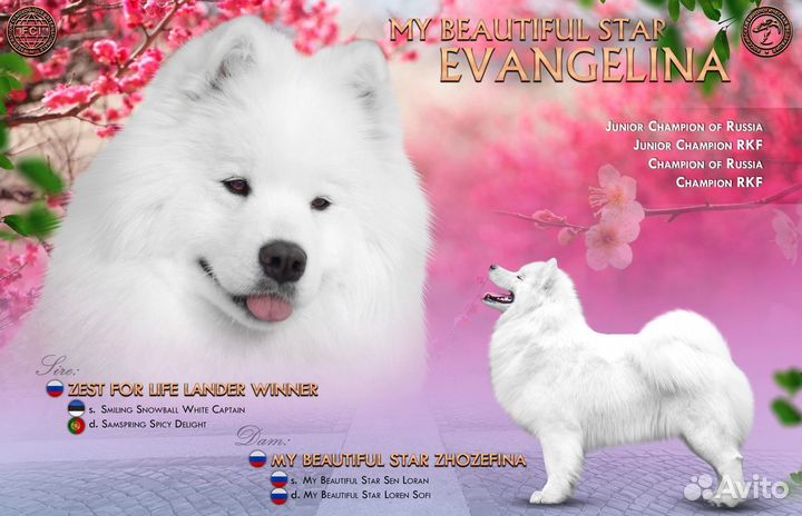 Щенки самоеда