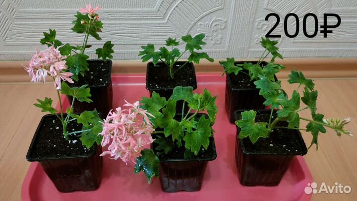 Герань пеларгония звездчатая Розовая