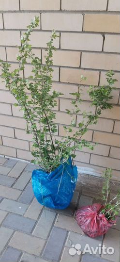 Крыжовник зелёный, тёмный, йошта саженцы