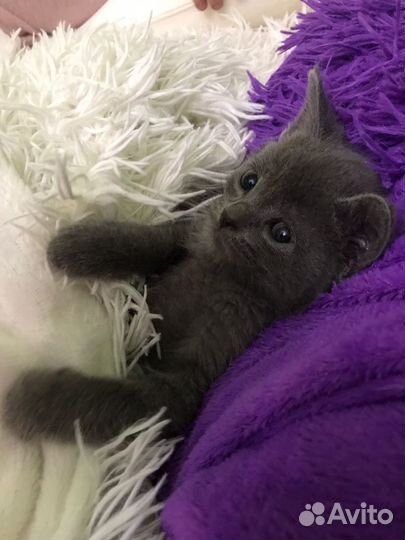 Котенок мальчик 1 мес