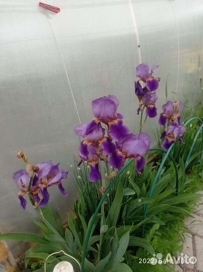 Ирисы