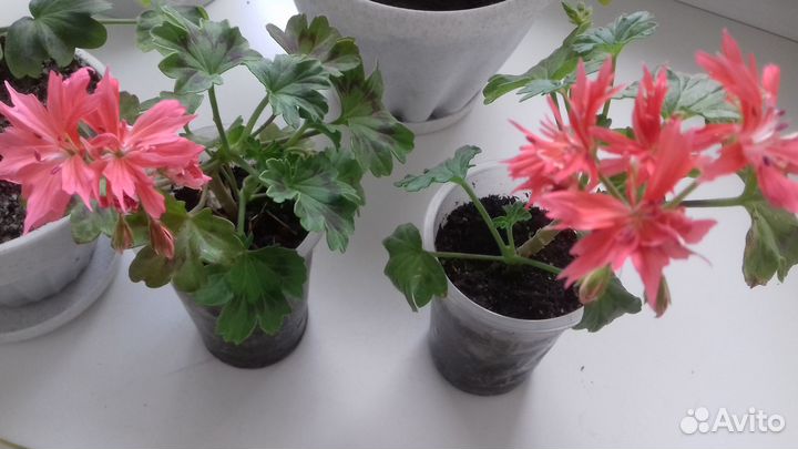 Стеллар пеларгония герань и панданус