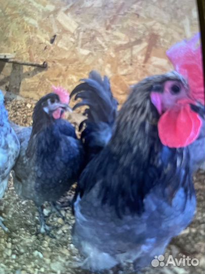 Лакеданзи, сильверудд инкубационное яйцо