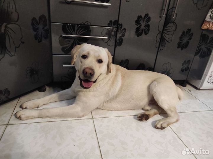 Вязка лабрадор