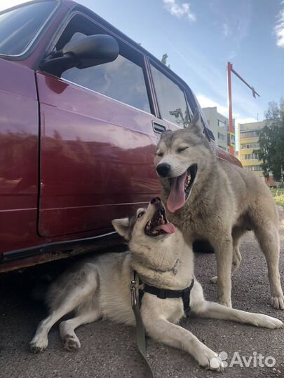 Модель для фотосессии