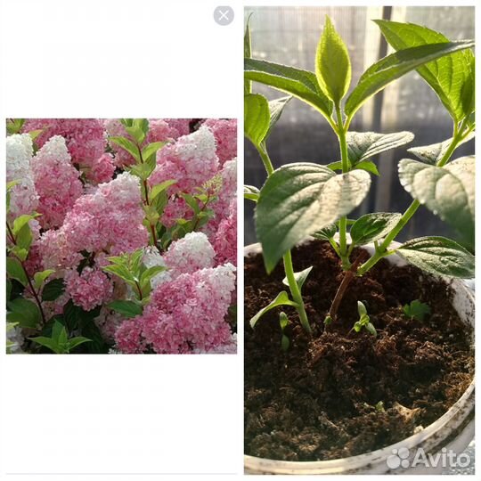 Метельчатые гортензии