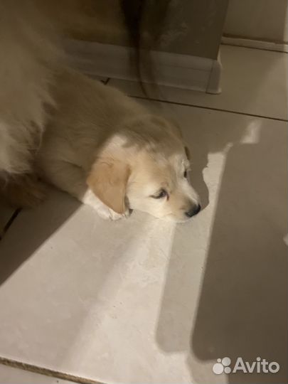 Щенок в добрые руки бесплатно маленькая порода