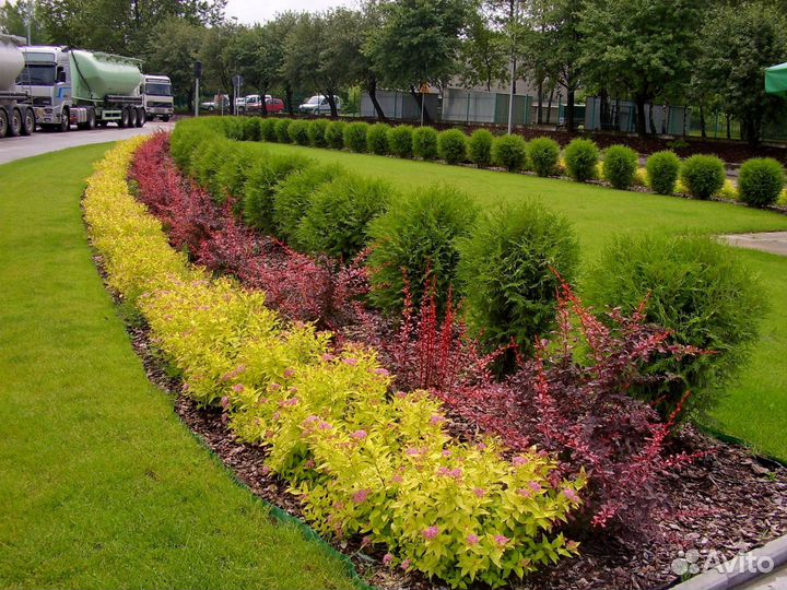 Спирея японская