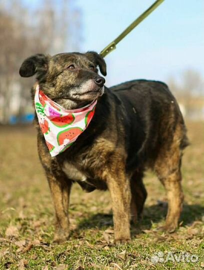 Пожилая Балин боится умереть в клетке приюта