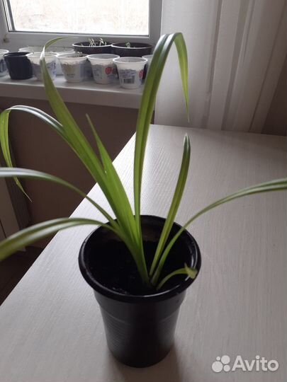 Пальма панданус