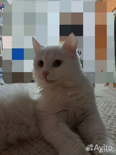 Случка кошки