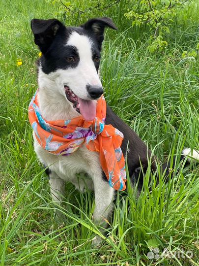 Ваша собака