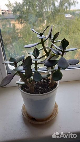 Толстянка-Денежное дерево