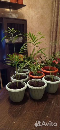 Пальма хамедорея