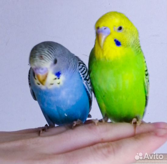 Волнистый попугай малыши