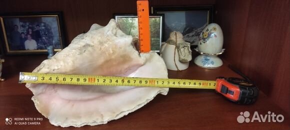 Большая морская раковина Куба 23 см