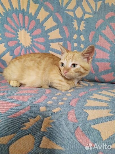 Маленький сирота Лютик ищет дом