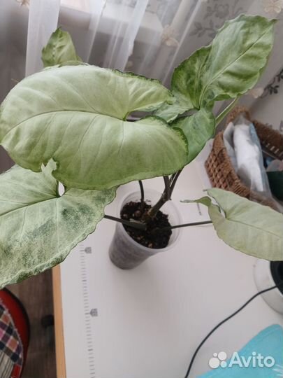 Сингониум Данг Нувен