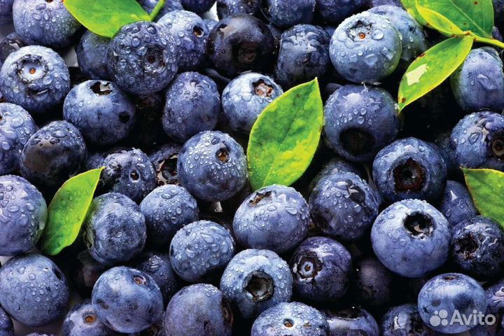 Наберу свежую чернику