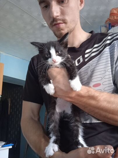 Отдам в добрые руки