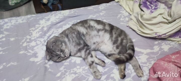 Волшебный кот, для успеха