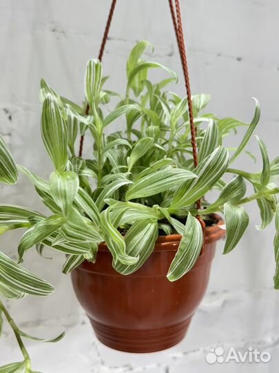 Традесканция Albiflora Ампельная