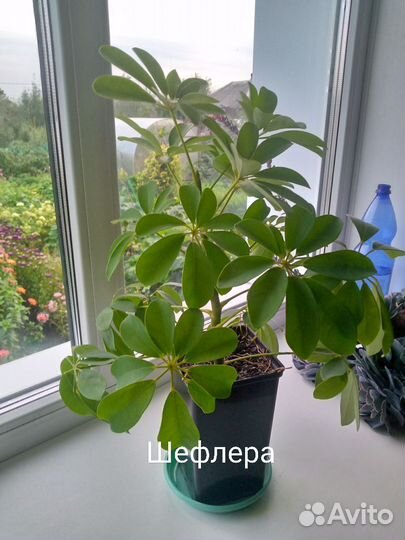 Шефлера, строманта, пеларгония и другие дом.цветы