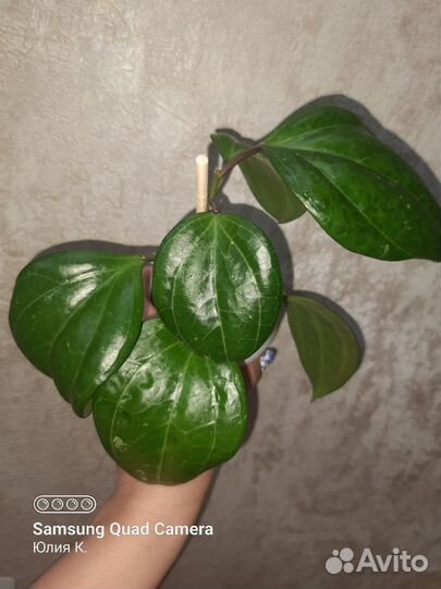 Хойя