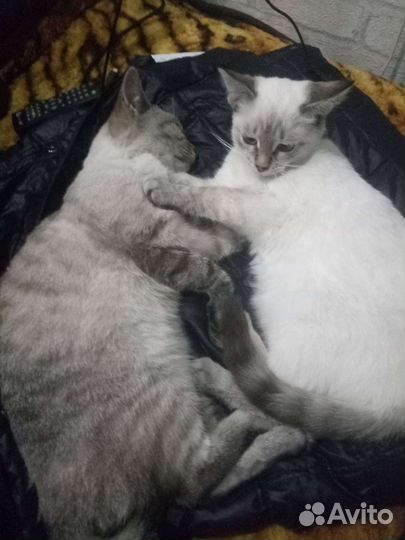 Передержка,выгул