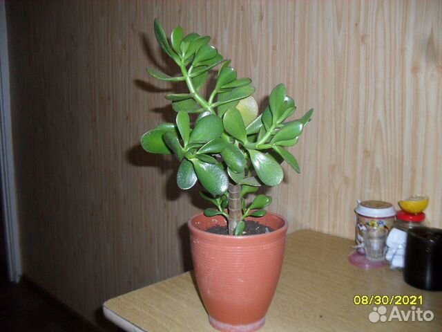 Толстянка древовидная 4 штуки