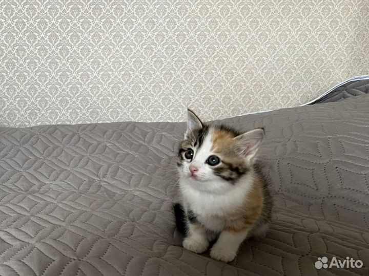 Котёнок мальчик в добрые руки