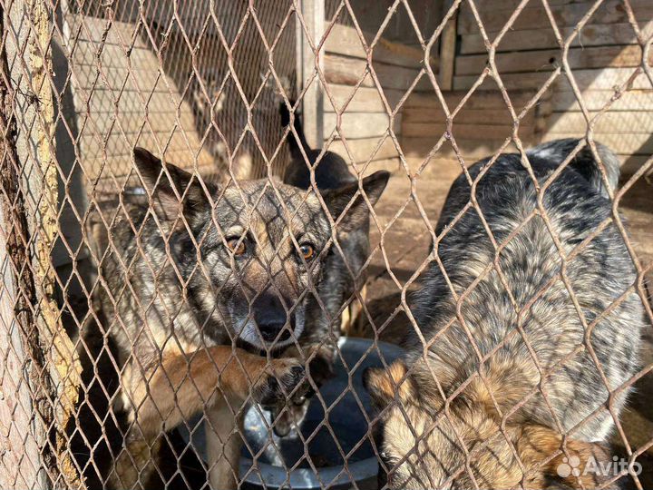 Маленькая собака ищет дом