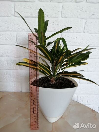 Кротон кодиеум