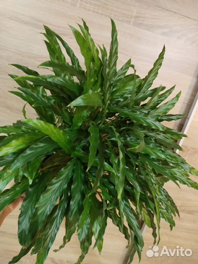 Калатея руфибарба