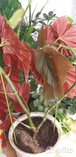 Монстера ,бегония Хлорофитум,роза,много др