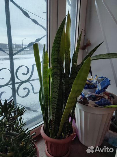 Сансевиерия