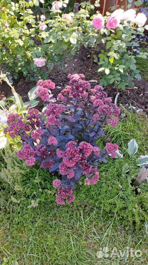 Очитки. Гвоздика. Флоксы