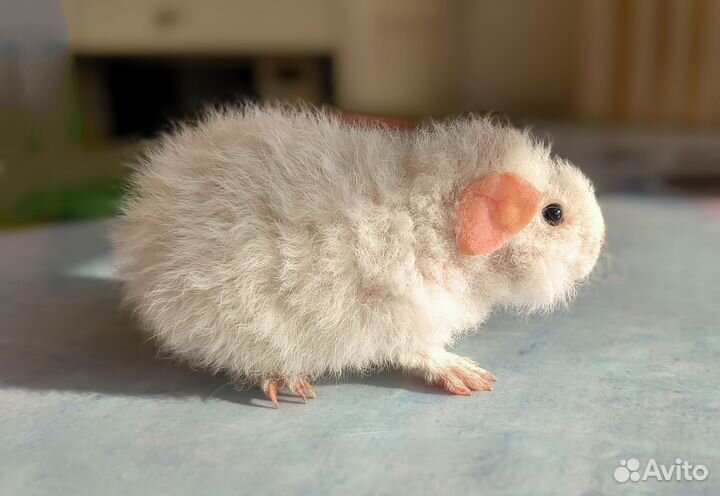 Морская свинка Американский Тедди самец